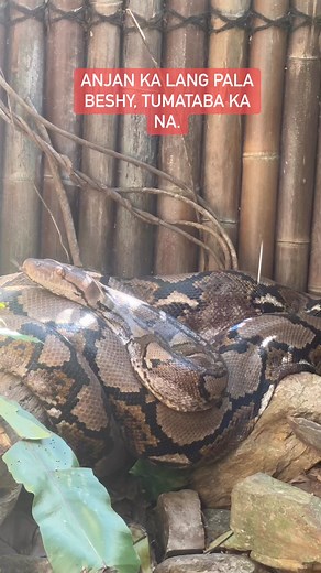 Ang laki… #reticulatedpython #sally #hartleyscrocodileadventures | Pinoy Nomad in Australia