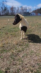 For today's introductions... Meet Lil Bit 🩵 We adopted him almost 3 years ago from a zoo "rescue". We adopted him as a companion for our half blind Fiona when her companion, our 30 year old Indy, left this earth and Fiona lost her best friend and protector. The zoo "rescue" made it very clear that did not like Lil Bit and called him bad names and told us he was difficult, hard to catch and too small for today's larger kids to ride 💔 They called him Chester, but told us when he was surrendered 