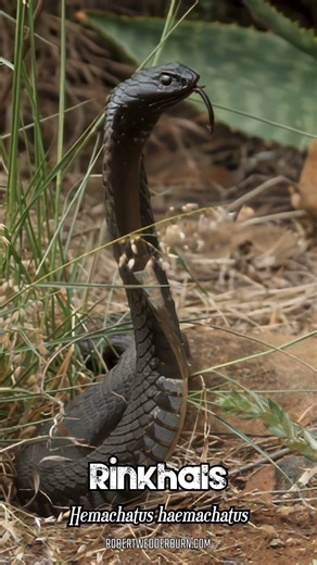 This Snake Is NOT a Cobra! #snake #wildlife
