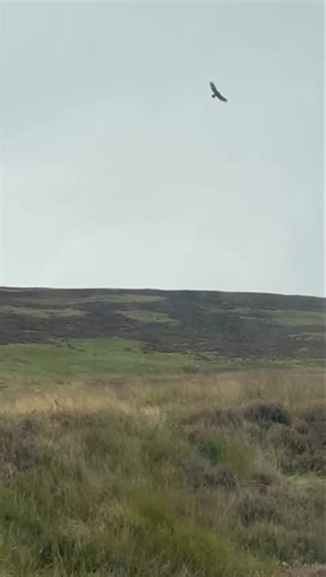 67K views · 623 reactions | A second golden eagle was spotted in the same area, following yesterday’s sighting. In Scotland, golden eagles usually find their lifelong partner by the time they’re 4–5 years old 礪 #golden #eagle #goldeneagle #MoorlandMatters #AngusGlens #WorkingForWildlife | Angus Glens Moorland Group | Facebook