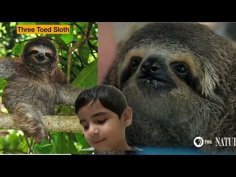 Three Toed Sloth