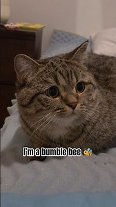 i'm a bumble bee 😻 #catshorts #funny #catvideos #cutecat #cat