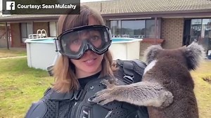Sometimes laughter is the best medicine in times of tragedy 💕 This video of UK’s ITV News, Asia correspondent Debi Edward being introduced to Australia’s ‘Drop Bear’ is just priceless. Debi visited South Australia’s Kangaroo Island with the recent bushfires & some Aussie friends weren’t afraid to inform her all about so called ‘drop bears’ with a hilarious result 🐨 Sean posted this video on Facebook and said: “I have had the pleasure of working with her now on a number of occasions and she is 