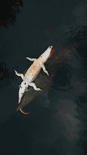 32K views · 134 reactions | සටනක්ද ? #සංචාරකයා #fypシ #foryourpage #suggestedforyou #travelmania #crocadiles #Water #reelsfbシ #aligator #animals #deadanimals | සංචාරකයා | Facebook