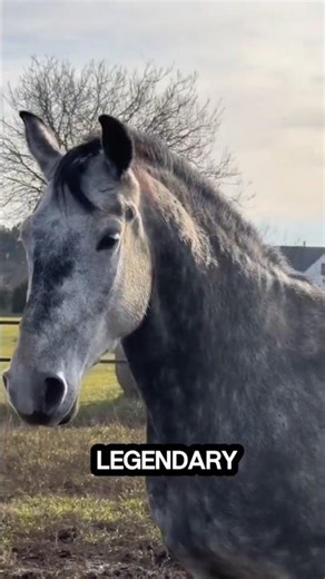 Lipizzan Horse| Learn Animals With Gen Z #shorts#animals#horse