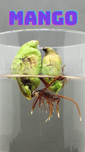 74K views · 2.6K reactions | Growing Mango Timelapse #mango #timelapse #plantgrowth #growingplants #plants #seeds | Growing Timelapse | Facebook