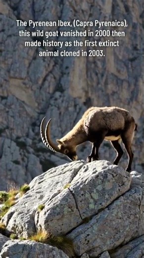 Pyrenean Ibex - Extinct Animal