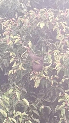 Hungry Squirrel Enjoys Fresh Tree Fruit