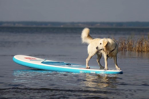 5 Must-Have Paddleboard Accessories for Dogs – AquaSportsPlanet