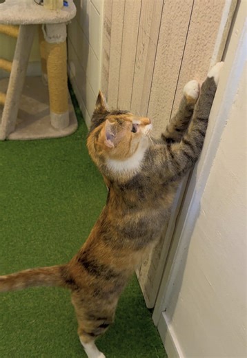 Legjobb játék a lézer😻#játék #macskapanziDunakeszi #cica #cicapanzio #catlover #cicasofttiktok #macskaszerelem