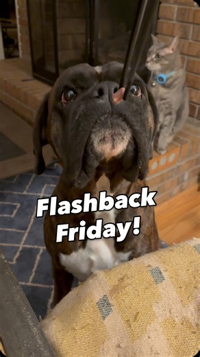 Flashback Friday 💙 Starting a new little series where I revisit some of my favorite moments from the crew — and of course, we’re kicking things off with Blue. He’s once again proving that snack delivery method does not affect snack quality. #FlashbackFriday #ChaosCrew #boxerlife #boxersofinstagram #dogreels #funnydogvideo #boxerlove #ateliereboxers | Atelier Boxers