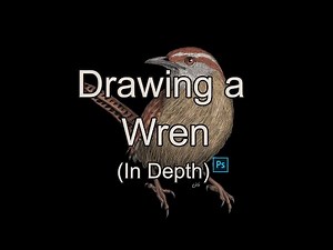 How to Draw a Wren