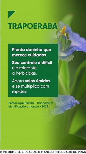 Prejuízos causados pela Trapoeraba