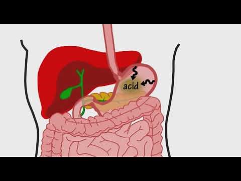 The Digestive System Song by Peter Weatherall