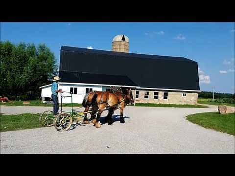 Brabant cross team- Horses for sale