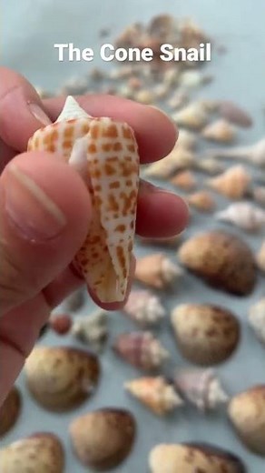 The Venomous Cone Snail! Watch out for this guy!