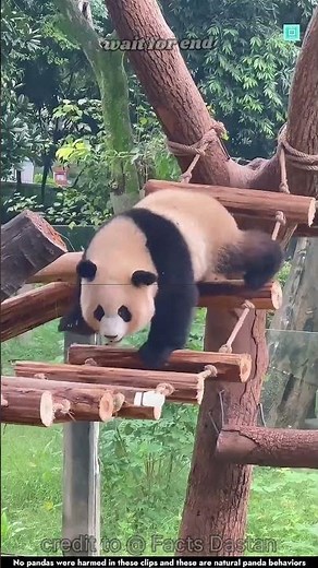 Cute Baby Panda 🐼 | The Cutest Panda Moments Ever! #Shorts