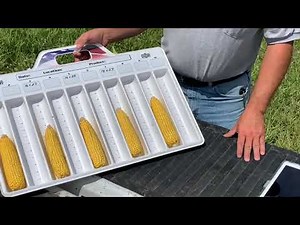 How to Calculate and Estimate Corn Yields