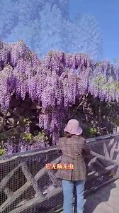 紫藤虽然开花很梦幻、花量巨大，但是耐寒、耐旱、耐贫瘠，皮实又好养，种一棵年年都有紫藤花看 #紫藤 #阳台小院均可种植 #紫藤花 #爬藤植物 #家庭种植