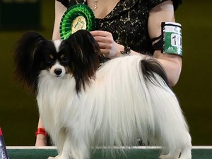 Dylan the papillon crowned Best in Show at Crufts 2019