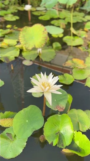 Beautiful Flower with Natural Sounds #soundsofnatural #flowers #meditationmusic #garden #nature