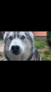 Two legendary Arctic breeds, both strong, beautiful, and full of spirit—but is Siberian Husky and Alaskan Malamute really that similar? Join Jane and Roger as they explore the origins, looks, personalities, exercise needs, family compatibility, and grooming of these iconic dogs. In this deep dive: - 🐾 Chapter 1: Origin stories – From Chukchi Siberia to Alaskan Inuit heritage - 🐾 Chapter 2: Physical differences – Sprinter vs Powerhouse - 🐾 Chapter 3: Personality – Vocal, playful Huskies vs cal