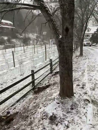 8 foot deer fence in front of split rail to protect the grapes