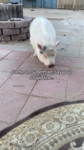 Penny and Penelope Pig on Instagram: "Ahhhhh"