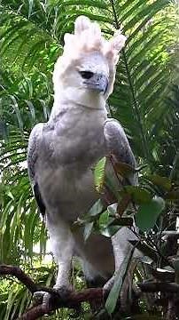 A Harpy Eagle - The Largest Eagle in the World