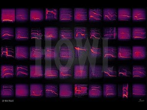 50 Variations of Wolf Howls