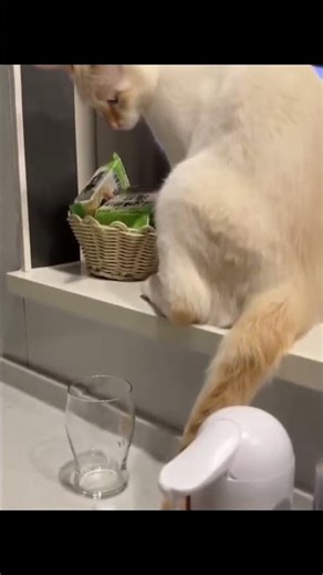 Funniest Pet Fails Compilation 2025 | Cats, Dogs, and Animal Bloopers That Will Make You Laugh