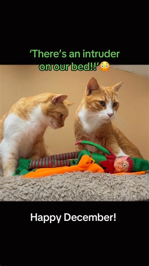 🎄😹 BREAKING NEWS: Tala Cats Detain Festive Intruder 😹🎄 Today an Elf was caught red-handed sleeping on the cats’ bed. 👃They sniffed him 👨‍⚖️They judged him ❓They questioned his life choices. He offered zero explanations.😹 Elf status: ✅Under investigation ✅Not allowed to leave ✅Probably regretting picking this bed! Stay tuned for updates…… Happy December!! 🎄😹⭐️ | Tala Cats