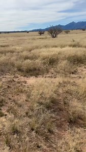 3 comments | Out training dogs for the UT test today. GSP Cedar did a great job. More work to come. Cabin Creek Gemma doing a fabulous job with the pressure too. | Iron Rod Gun Dogs | Facebook