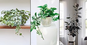 10 Indoor Plants that Reduce Respiratory Problems