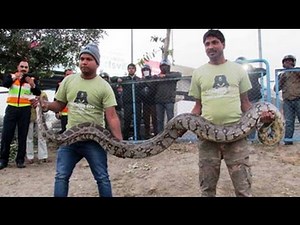 12-foot-long python, capable of swallowing an adult human rescued from DND Flyway
