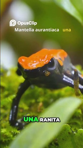 Ranas de Madagascar: Colores Vibrantes y Defensa Sorprendente #animales #curiosidades