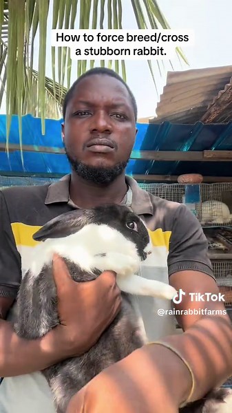 How to Mate a Stubborn Rabbit Successfully