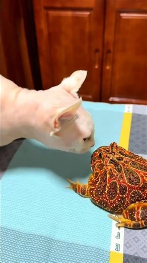 🐱 vs 🐸 || Cat vs Frog || #funny #animals #frog