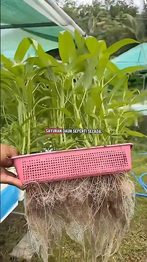 STOP PLANTING RANDOMLY! Hydroponic Vegetables Can Grow Explosively with These Nutrients 😱🌱#hydrop...