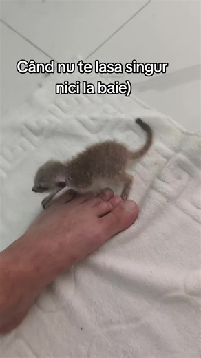 Suricate: Când nu te lasă singur nici la baie