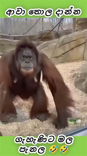 The female animal got angry.🤔#shortsvideo #shortsviral #viralshorts