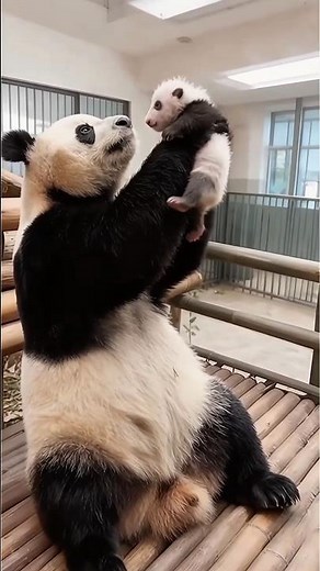 Mother Panda’s Love for Her Baby ❤️ Cutest Moment Ever#BabyPanda #CuteAnimals #AnimalLove #CuteVideo