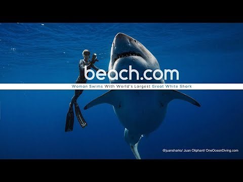 WOMAN SWIMS WITH WORLD'S LARGEST GREAT WHITE SHARK!