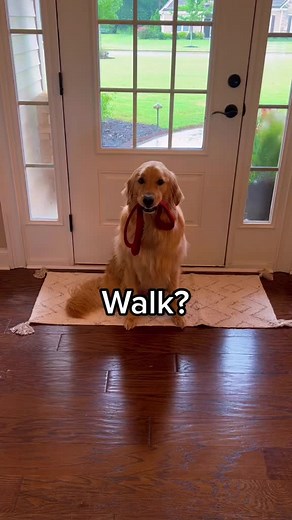 1.6M views · 148K reactions | He gets what he wants, even on a rainy day… #dog #goldenretriever #puppy | Aguyandagolden | Facebook