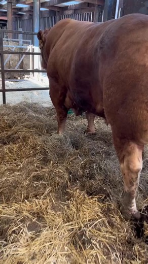 Early Morning Scratch #bull #morningscratch #farmingtiktok #farmgirl #bigfella #bigbull #farmtok #farm #goviral #fbreels #limousin #foryou #farmlife #fyp #cow #farming #farmer #biglad | Girly D. Farm