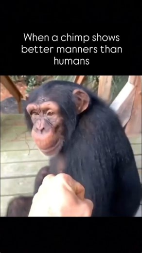 Zoey on Instagram: "‎Chimps share 98.8% of our DNA. They use tools, solve puzzles, learn sign language, and even recognize themselves in mirrors — signs of true self-awareness and advanced thinking. It’s not just their brains — it’s their hearts. Chimps comfort each other, share food, and, like in this video, even help a man climb up to safety. It’s so cool to watch — a moment of pure, instinctive kindness. Our bond with chimps runs deeper than biology. When one reaches out to help a human, it’s