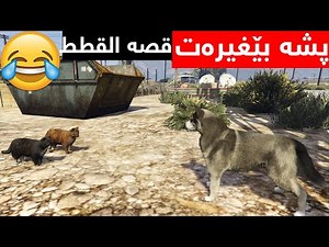 پشیلەکان گەڕانەوە😂قصه القطط