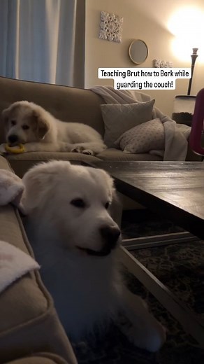 5K views · 262 reactions | Borking is a super important Pyr barking skill! . . . #hilltopgreatpyrenees #greatpyreneespuppies #greatpyreneeslife #greatpyrenees #bigwhitedog #livestockguardiandog #livestockguardiandogs #borkbork #couchdog #greatpyreneespuppy | Hilltop Great Pyrenees | Facebook