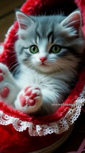 Goodnight Kitty 😴💤🥱 #foryoupagereels #catlovers #catlovers #cutenessoverload #sleepycat #catoftheday | Moochie Matcha