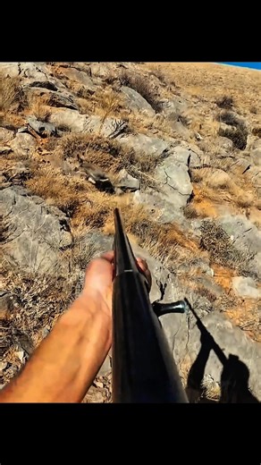 Thrilling Rabbit Hunt in the Woods – Epic Action #hunting #chass #wildhunting #охота #hunter